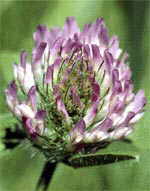  Red Clover can contribute to adenomyosis
