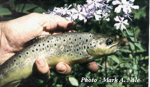 adenomyosis in trout