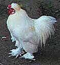 Adenomyosis Chicken